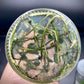 Anthurium Magnificum Tissue Culture Plants 10 PCS.