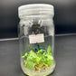 Anthurium Magnificum Tissue Culture Plants 10 PCS.