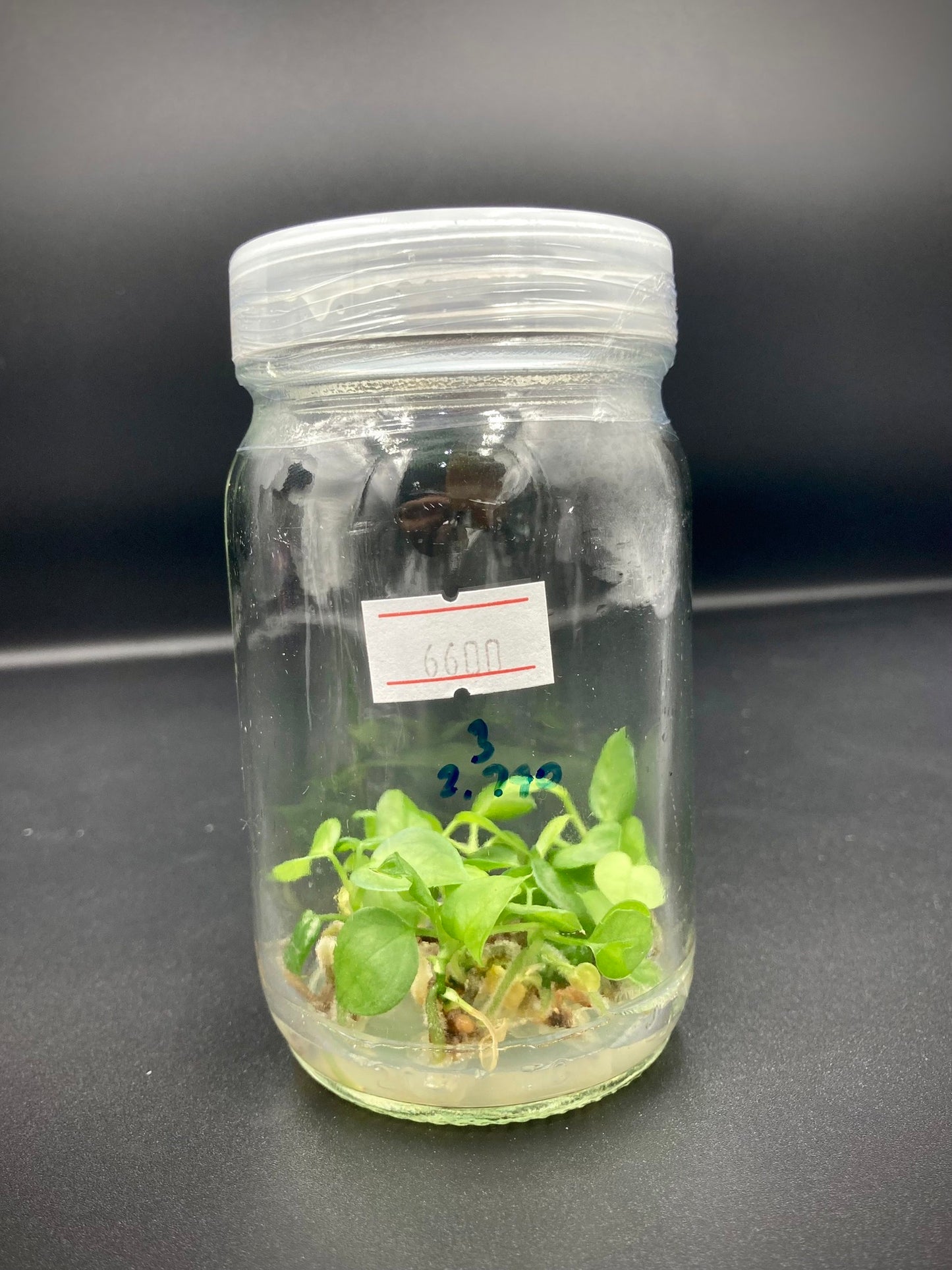 Anthurium Magnificum Tissue Culture Plants 10 PCS.