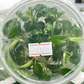 Philodendron Splendid (Melanochrysum x Verrucosum) Tissue Culture Plants 5 PCS.