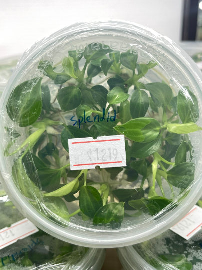 Philodendron Splendid (Melanochrysum x Verrucosum) Tissue Culture Plants 5 PCS.