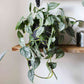 [Summer SALE !!!] Philodendron Brandtianum TC $6 / 10 p.