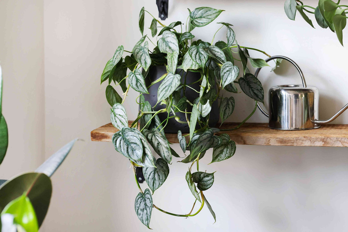 [Summer SALE !!!] Philodendron Brandtianum TC $6 / 10 p.