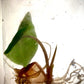 Alocasia Venom Tissue Culture Plant 1 pcs.
