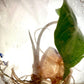 Alocasia Venom Tissue Culture Plant 1 pcs.