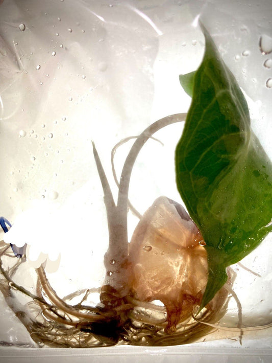 Alocasia Venom Tissue Culture Plant 1 pcs.