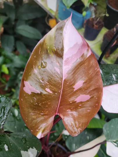 Philodendron Red Anderson Tissue Culture Plant 10 PCS.