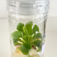 Pinguicula Live Carnivorous Plant Tissue Culture 1 PCS.