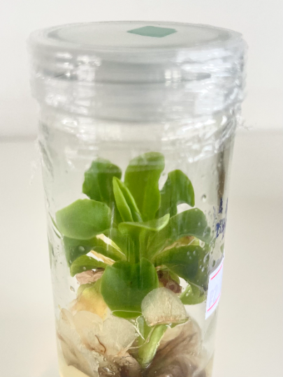 Pinguicula Live Carnivorous Plant Tissue Culture 1 PCS.