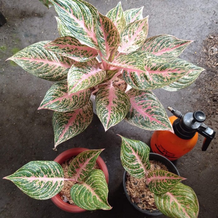 Aglaonema Paulina Tissue Culture Plant 10 PCS.