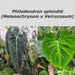 Philodendron Splendid (Melanochrysum x Verrucosum) Tissue Culture Plants 5 PCS.