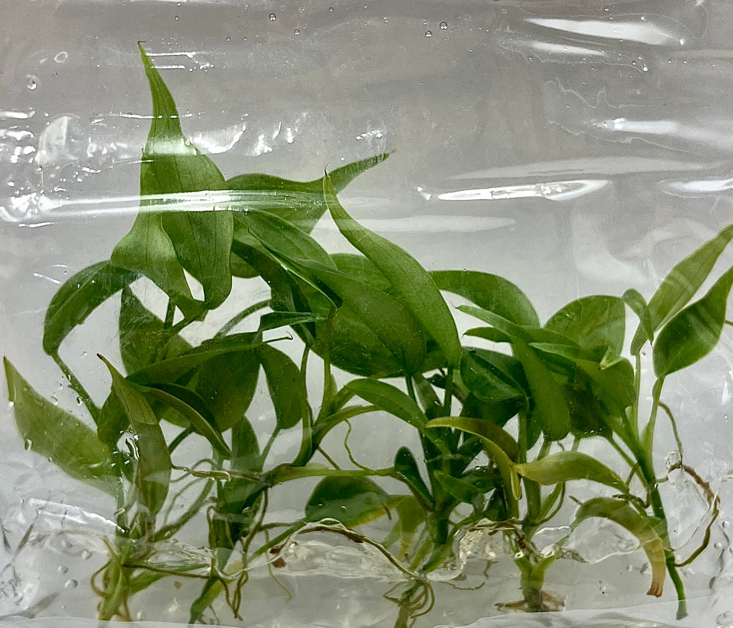 [Summer SALE !!!] Philodendron Brandtianum TC $6 / 10 p.