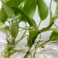 [Summer SALE !!!] Philodendron Brandtianum TC $6 / 10 p.