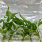 [Summer SALE !!!] Philodendron Brandtianum TC $6 / 10 p.