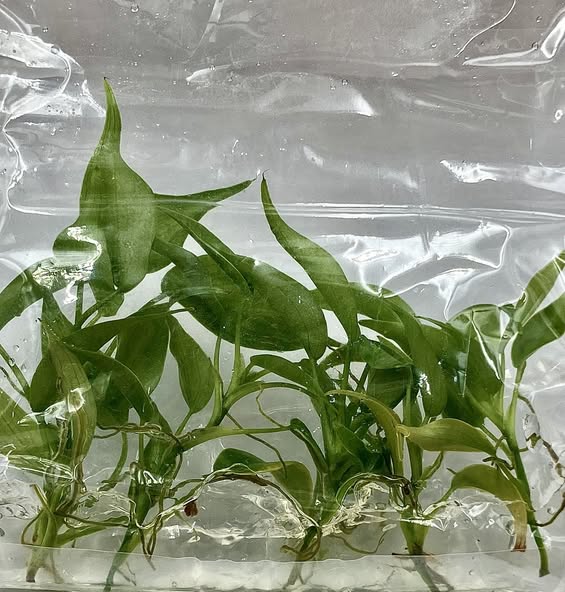 [Summer SALE !!!] Philodendron Brandtianum TC $6 / 10 p.