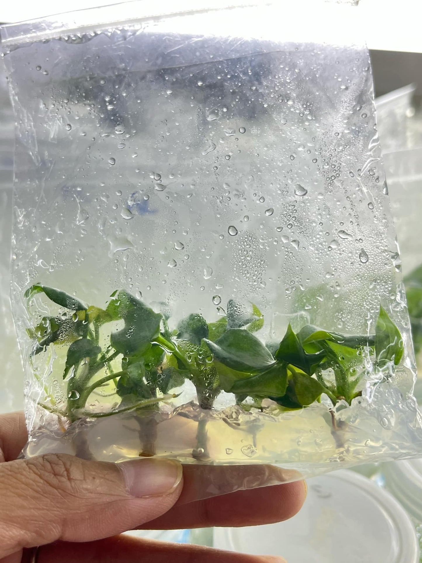 Philodendron Mcdowell Tissue Culture Plants 10 PCS.