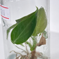 Philodendron Splendid (Melanochrysum x Verrucosum) Tissue Culture Plants 5 PCS.