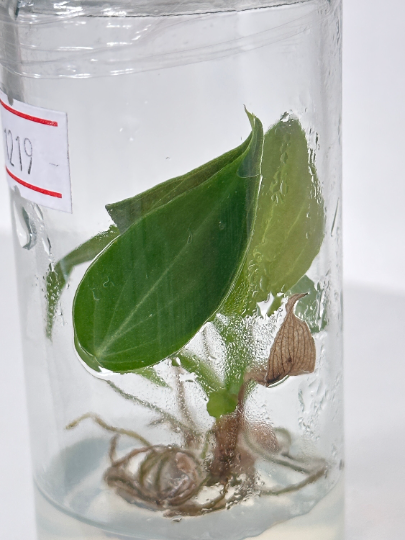 Philodendron Splendid (Melanochrysum x Verrucosum) Tissue Culture Plants 5 PCS.