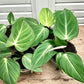 Philodendron Gloriosum Mature plant 1 pcs. ( Pot 3")