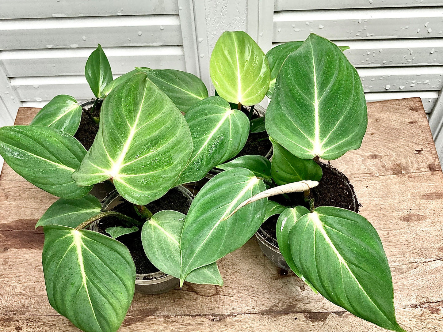 Philodendron Gloriosum Mature plant 1 pcs. ( Pot 3")