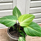 Philodendron Gloriosum Mature plant 1 pcs. ( Pot 3")