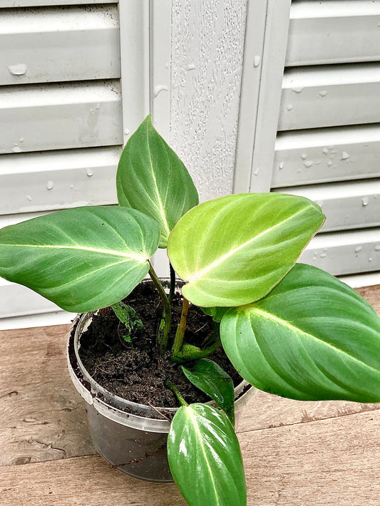 Philodendron Gloriosum Mature plant 1 pcs. ( Pot 3")