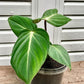 Philodendron Gloriosum Mature plant 1 pcs. ( Pot 3")