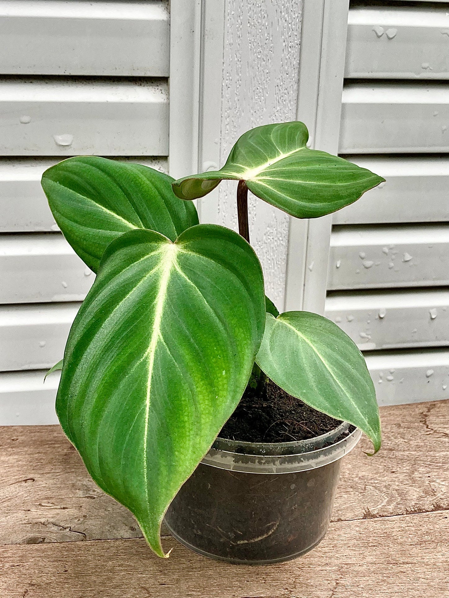Philodendron Gloriosum Mature plant 1 pcs. ( Pot 3")