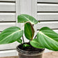 Philodendron Gloriosum Mature plant 1 pcs. ( Pot 3")