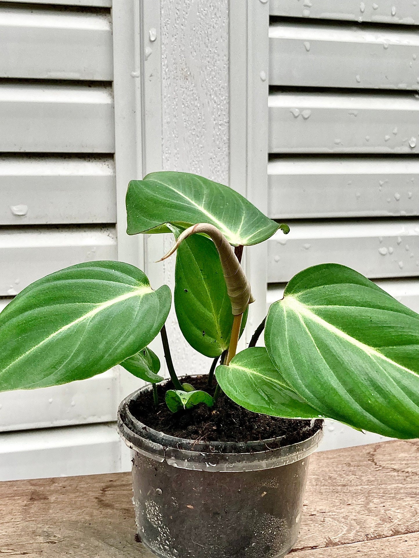 Philodendron Gloriosum Mature plant 1 pcs. ( Pot 3")