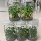 Epipremnum Pinnatum Tissue Culture Plants 10 PCS