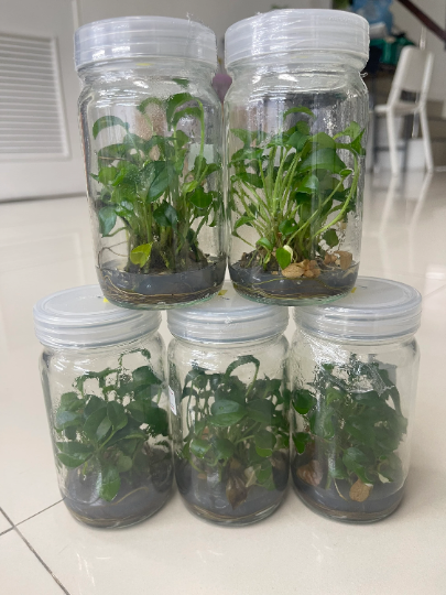 Epipremnum Pinnatum Tissue Culture Plants 10 PCS