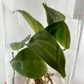 Philodendron Splendid (Melanochrysum x Verrucosum) Tissue Culture Plants 5 PCS.