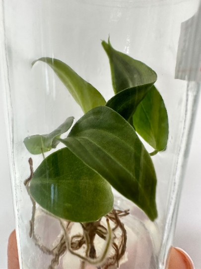 Philodendron Splendid (Melanochrysum x Verrucosum) Tissue Culture Plants 5 PCS.