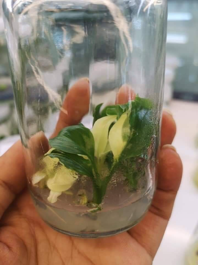 Spathiphyllum Sensation Variegated Tissue Culture Plant 1 PCS.