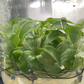 Philodendron Sodiroi Tissue Culture Plants 10 PCS.