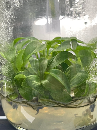 Philodendron Sodiroi Tissue Culture Plants 10 PCS.