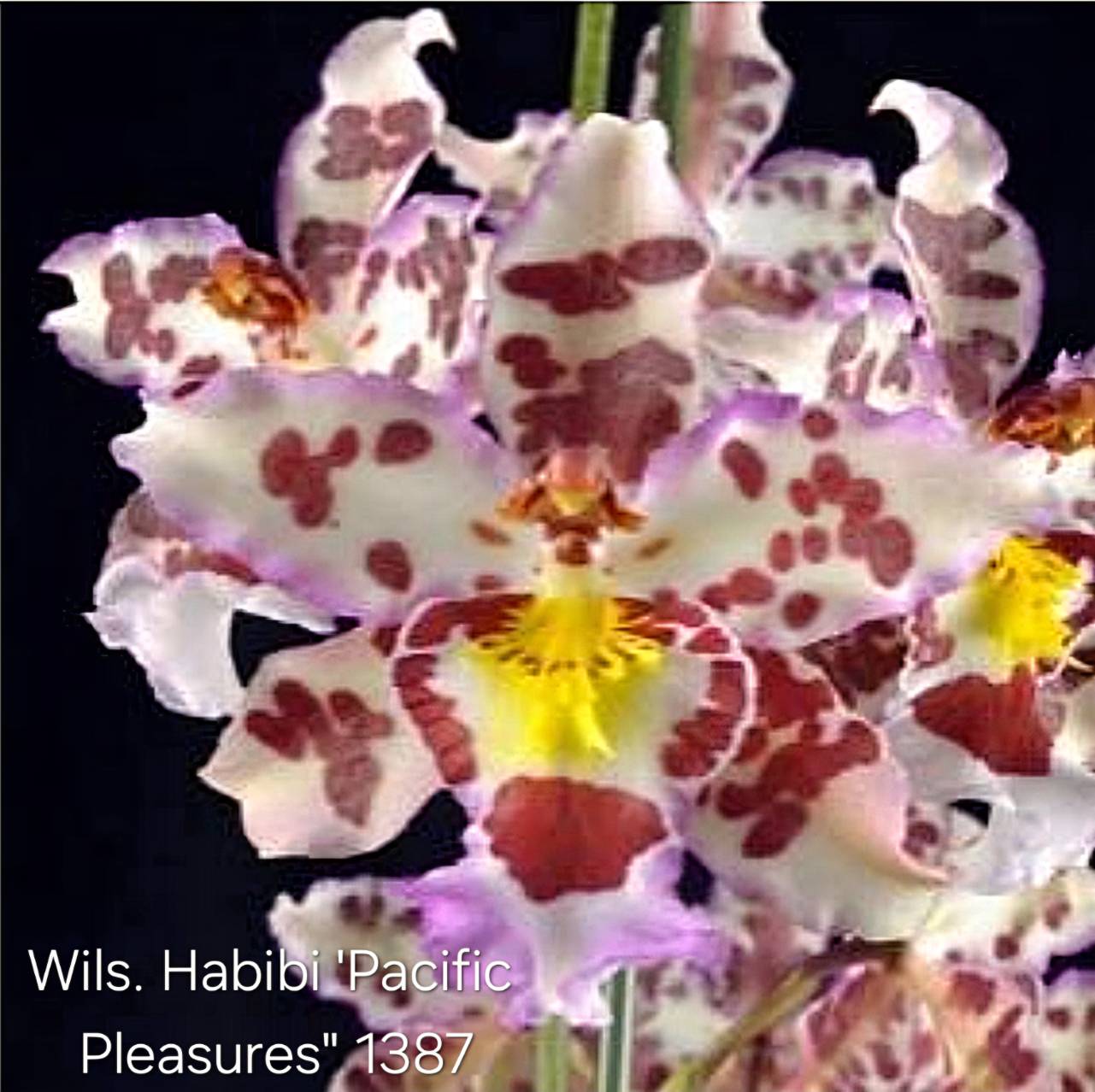 Oncidium Wils Habibi Pacific Pleasures Bag 3 plants Tissue Culture Orchid