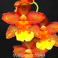 Oncidium Wilsonara Bag 3 plants Tissue Culture Orchid