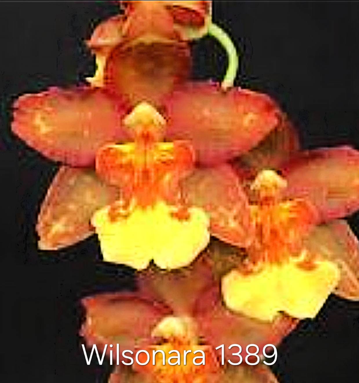 Oncidium Wilsonara Bag 3 plants Tissue Culture Orchid