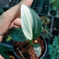 Spathiphyllum Sensation Variegated Tissue Culture Plant 1 PCS.