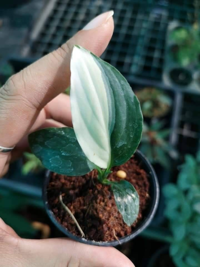 Spathiphyllum Sensation Variegated Tissue Culture Plant 1 PCS.