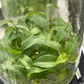 Philodendron Sodiroi Tissue Culture Plants 10 PCS.