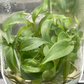 Philodendron Sodiroi Tissue Culture Plants 10 PCS.