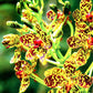 Grammatophyllum Speciosum Blume Tissue Culture Plant 1 PCS. Orchid