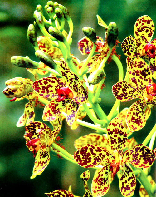 Grammatophyllum Speciosum Blume Tissue Culture Plant 1 PCS. Orchid