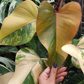 Philodendron RED Emerald (Come from Mother Variagated) 10 PCS.