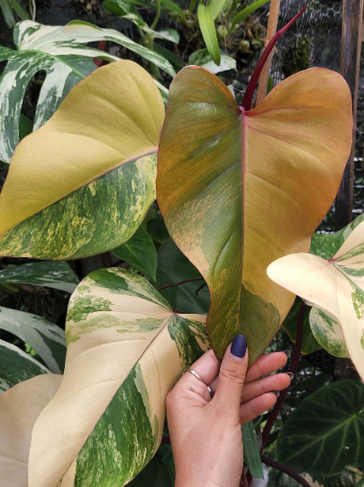 Philodendron RED Emerald (Come from Mother Variagated) 10 PCS.