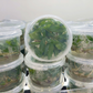 Philodendron Atabapoense Tissue Culture Plants 10 PCS.