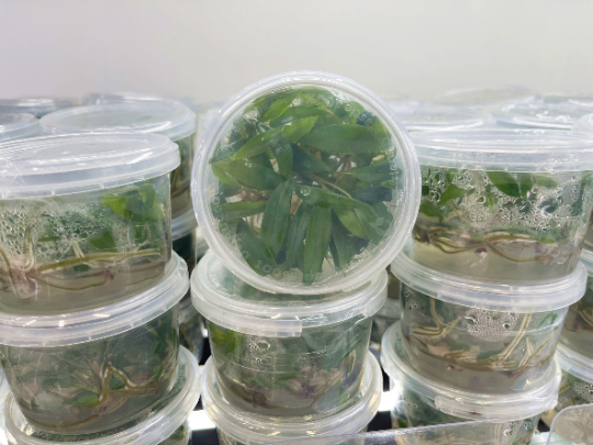 Philodendron Atabapoense Tissue Culture Plants 10 PCS.